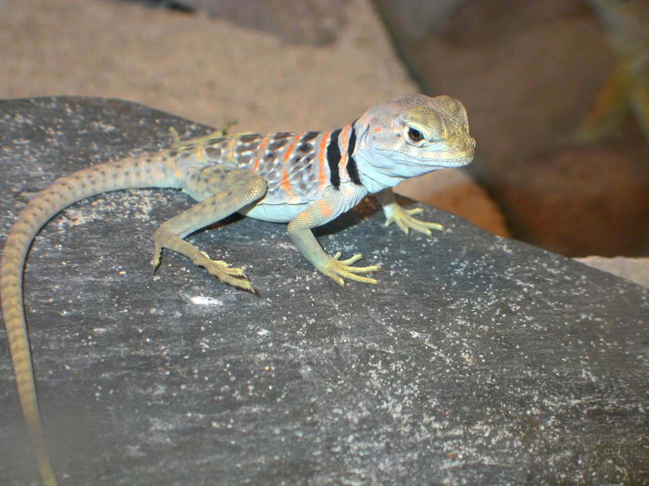Baby Navajo