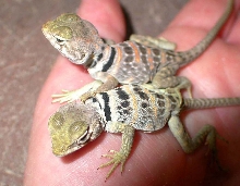Navaho and Jemez C. Nebruis hatchlings