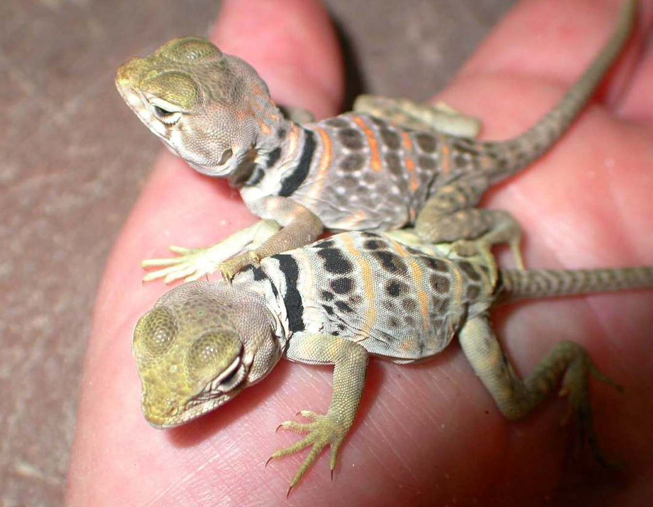 Navaho and Jemez C. Nebruis hatchlings