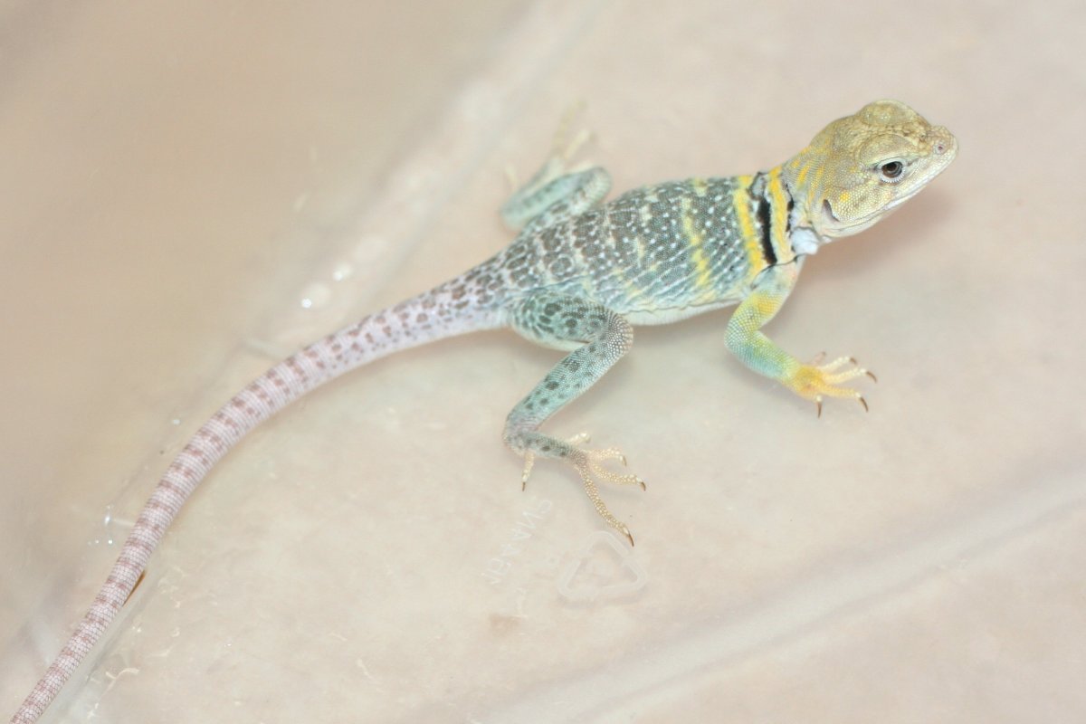 New boy Kyash