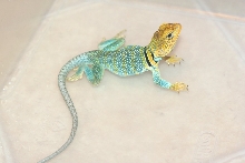 New guy  Hochani