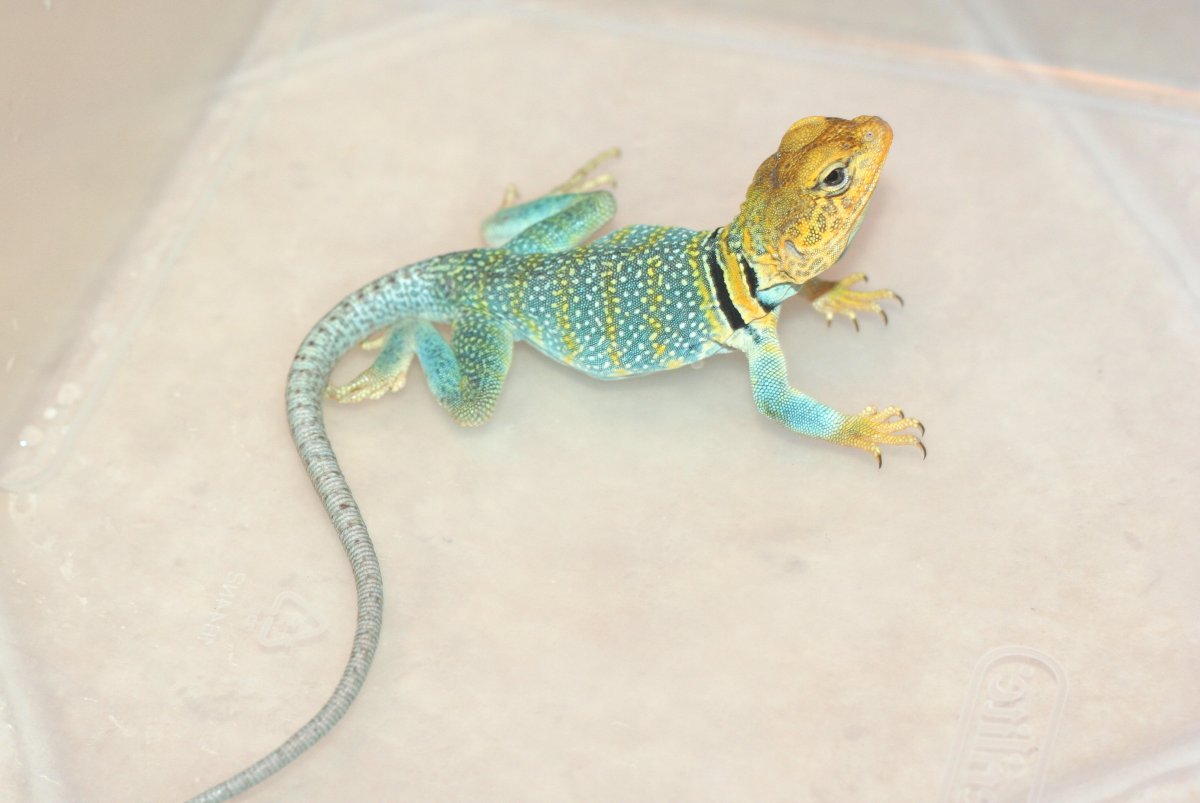 New guy  Hochani