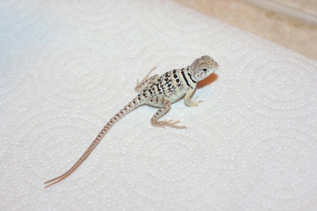 Tiny baby girl Otekah