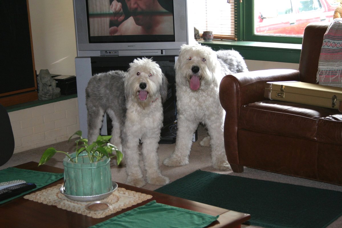 Our Sheepies * Bear and Dandi