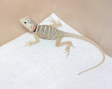 Picacho   C. vestigium youngster