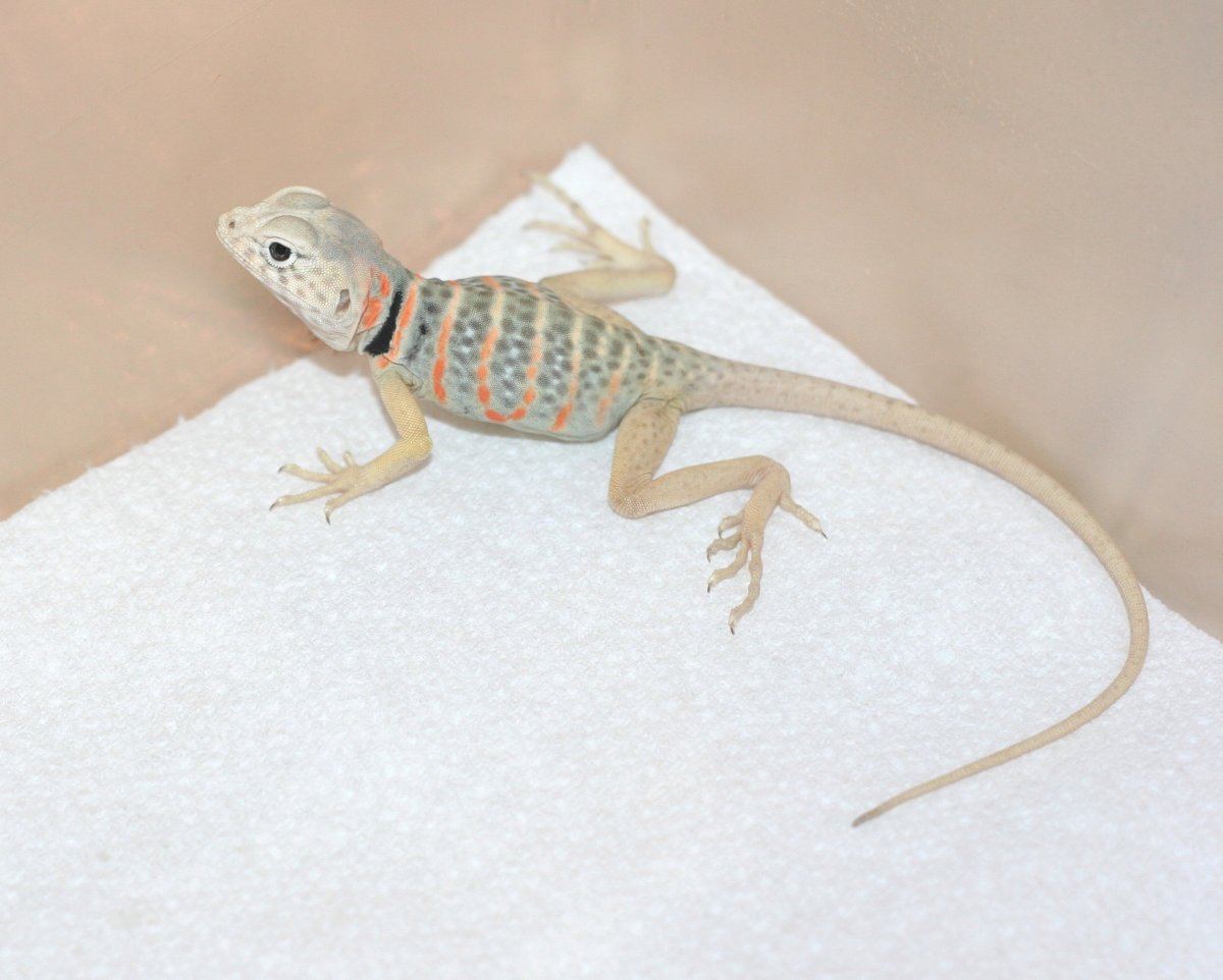Picacho   C. vestigium youngster