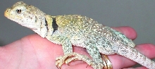 Ponca again :0)