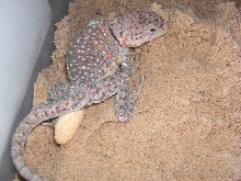 Ponca female aquaflame laying