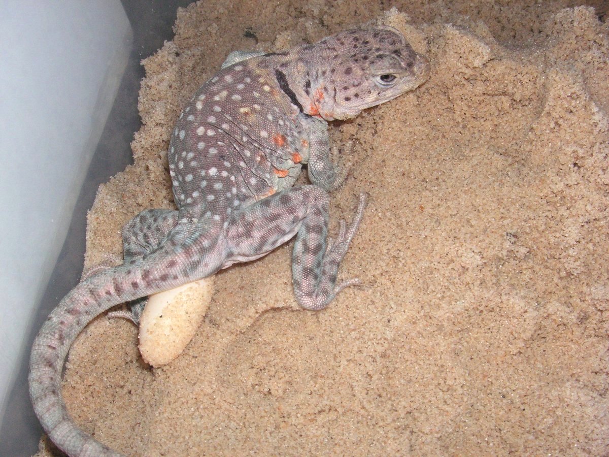 Ponca female aquaflame laying