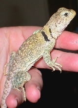 Ponca new female C. collaris