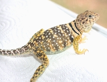 Shalako, handsome  NM boy