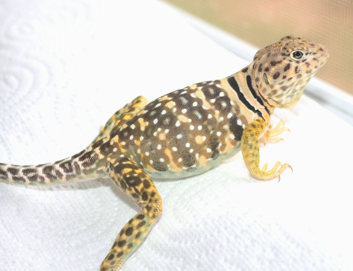 Shalako, handsome  NM boy