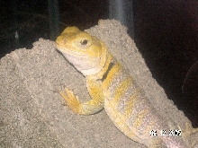 Shasta lemon colored female