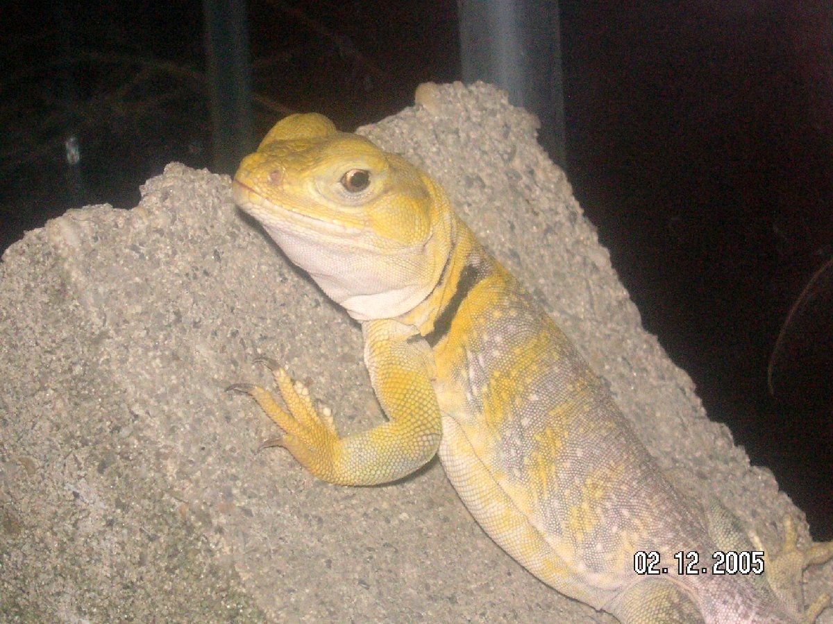 Shasta lemon colored female