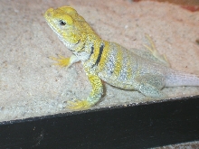 Shasta * female yellowhead