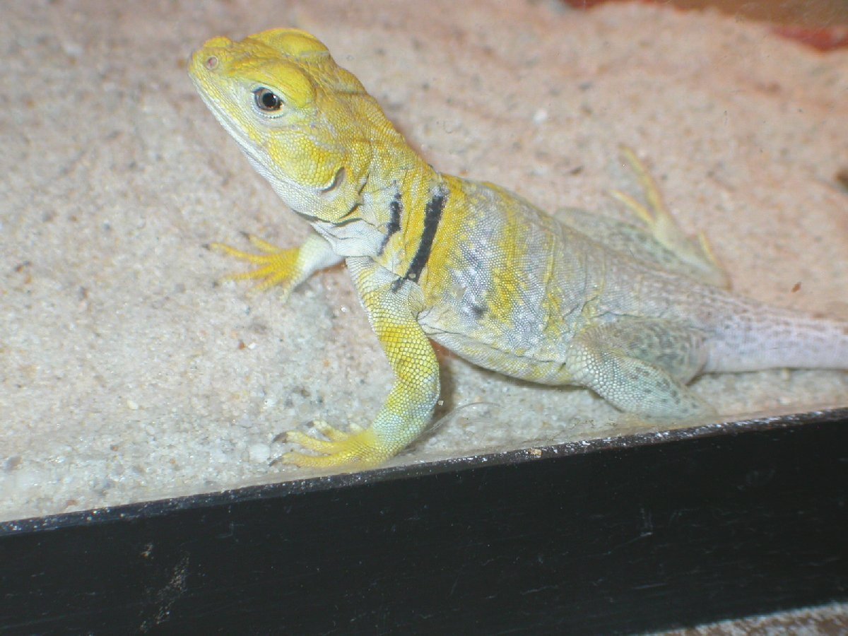 Shasta * female yellowhead