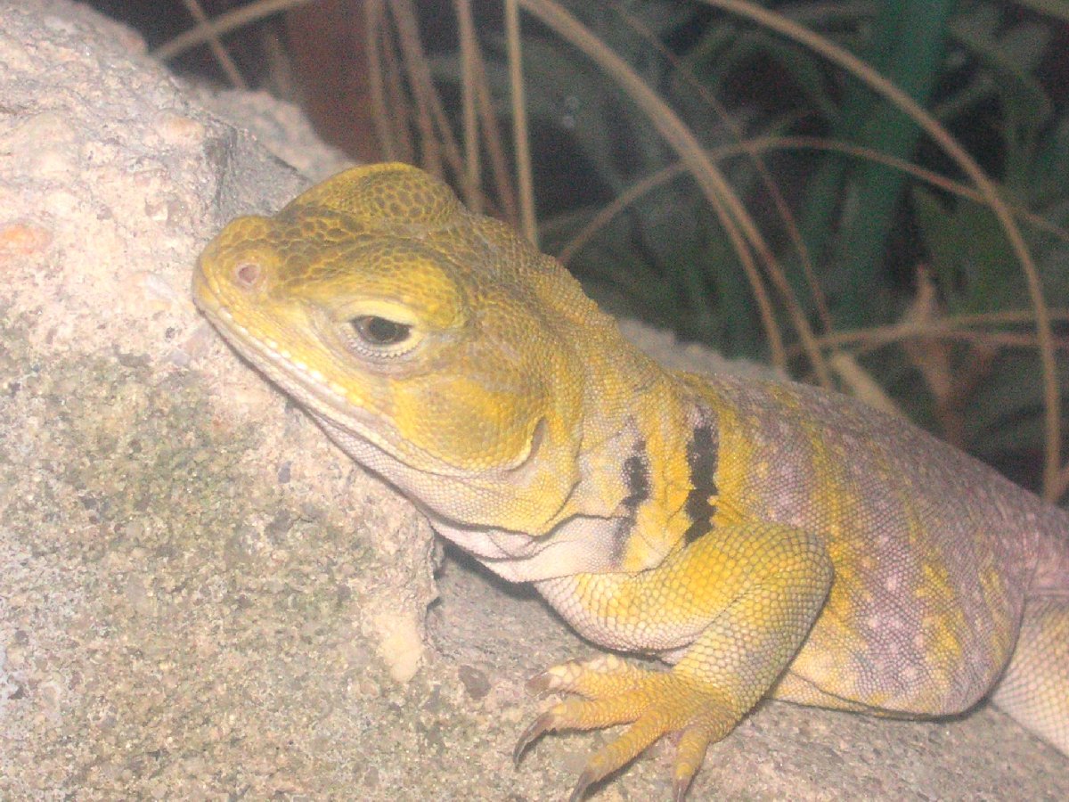 Sleepy Yellow Lady