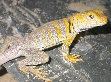Shasta first day awake, from Brumation