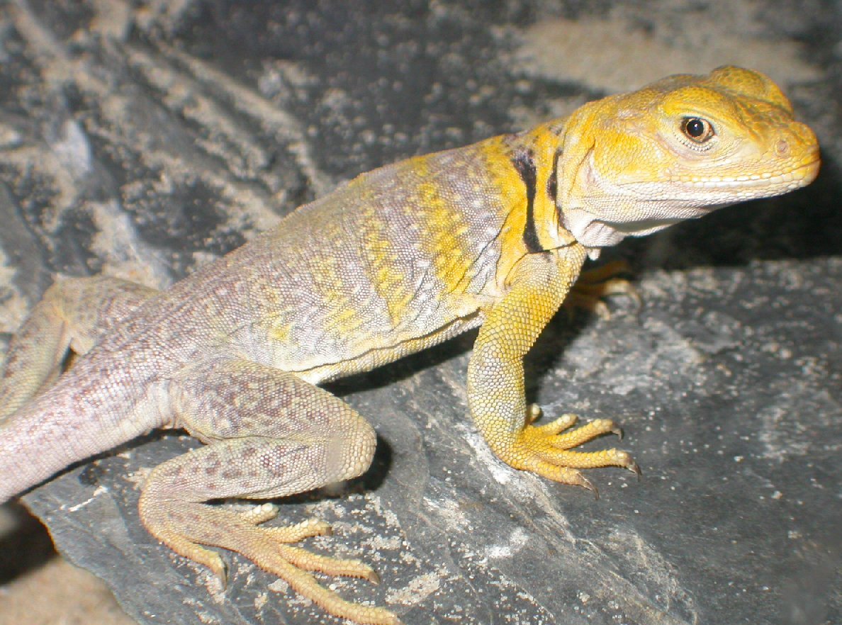 Shasta first day awake, from Brumation