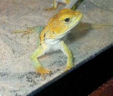 Shawnee's pretty yellow face