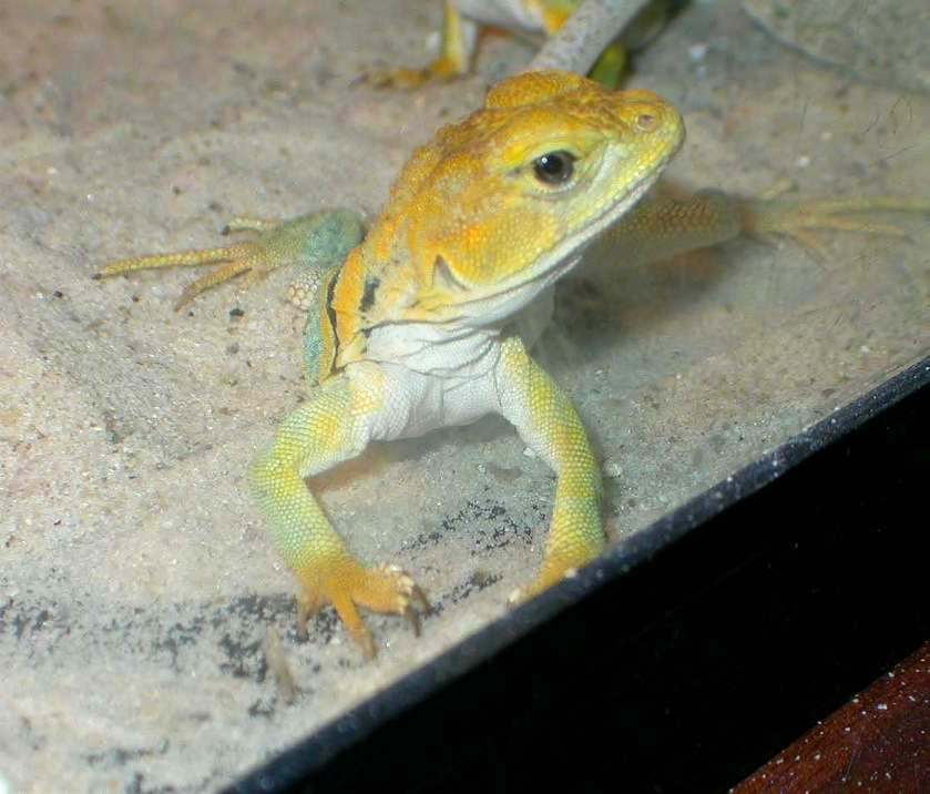Shawnee's pretty yellow face