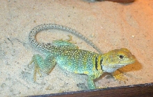 Shoshone a female yellowhead