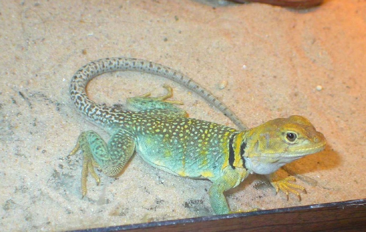 Shoshone a female yellowhead