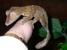 The Bewitching Sindar