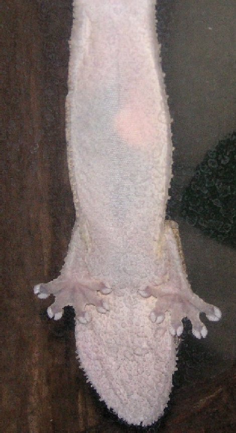Sindar, I see her egg :0)