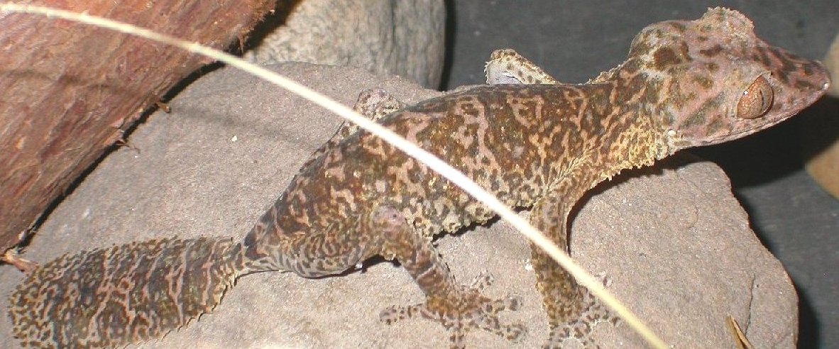 Another shot of Sindar the wc girl