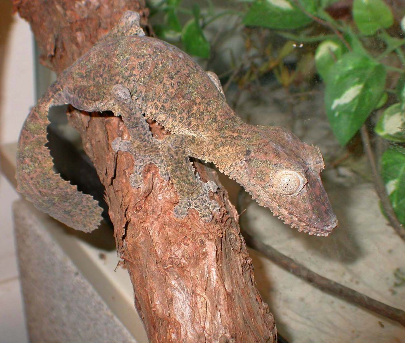 Sindar out on a tree limb