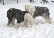 Sheepies in the snow3