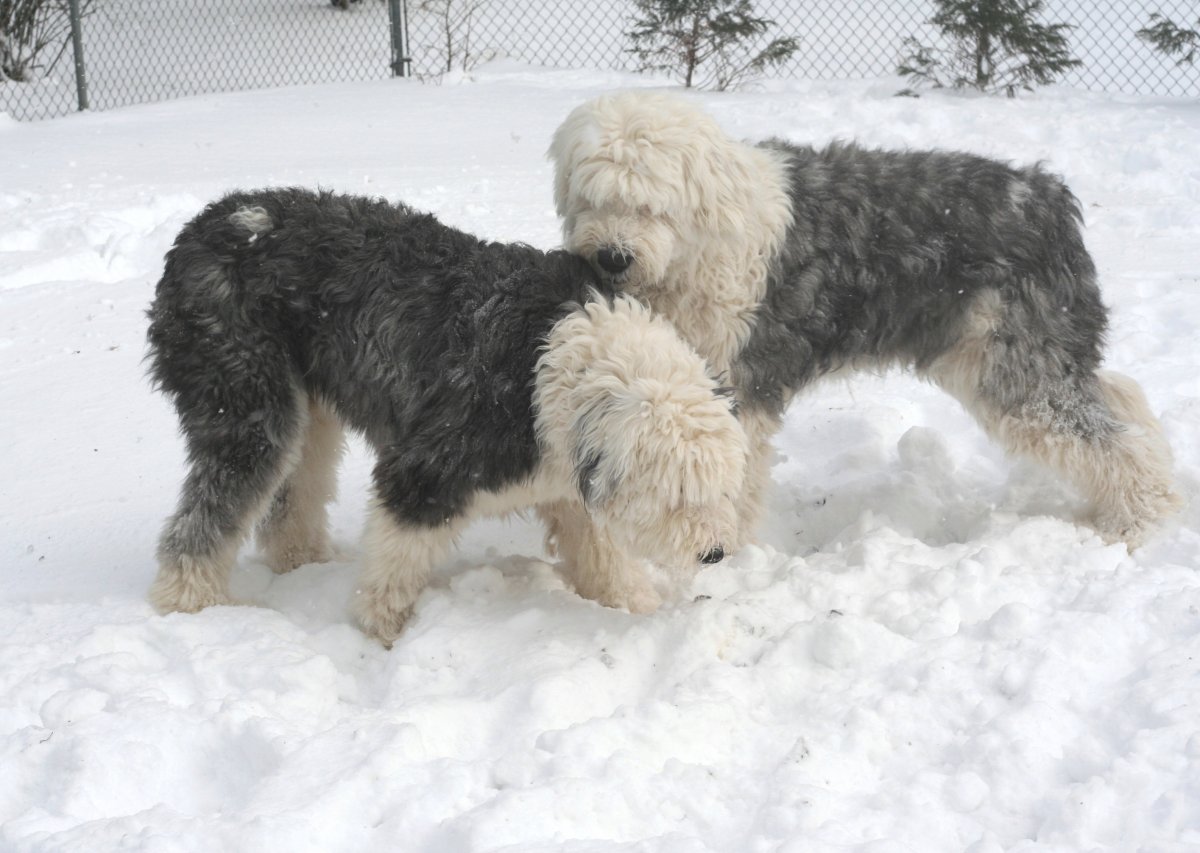 Sheepies in the snow3