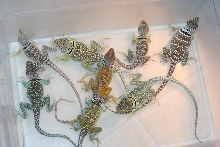Variety * NM fancies in all colors