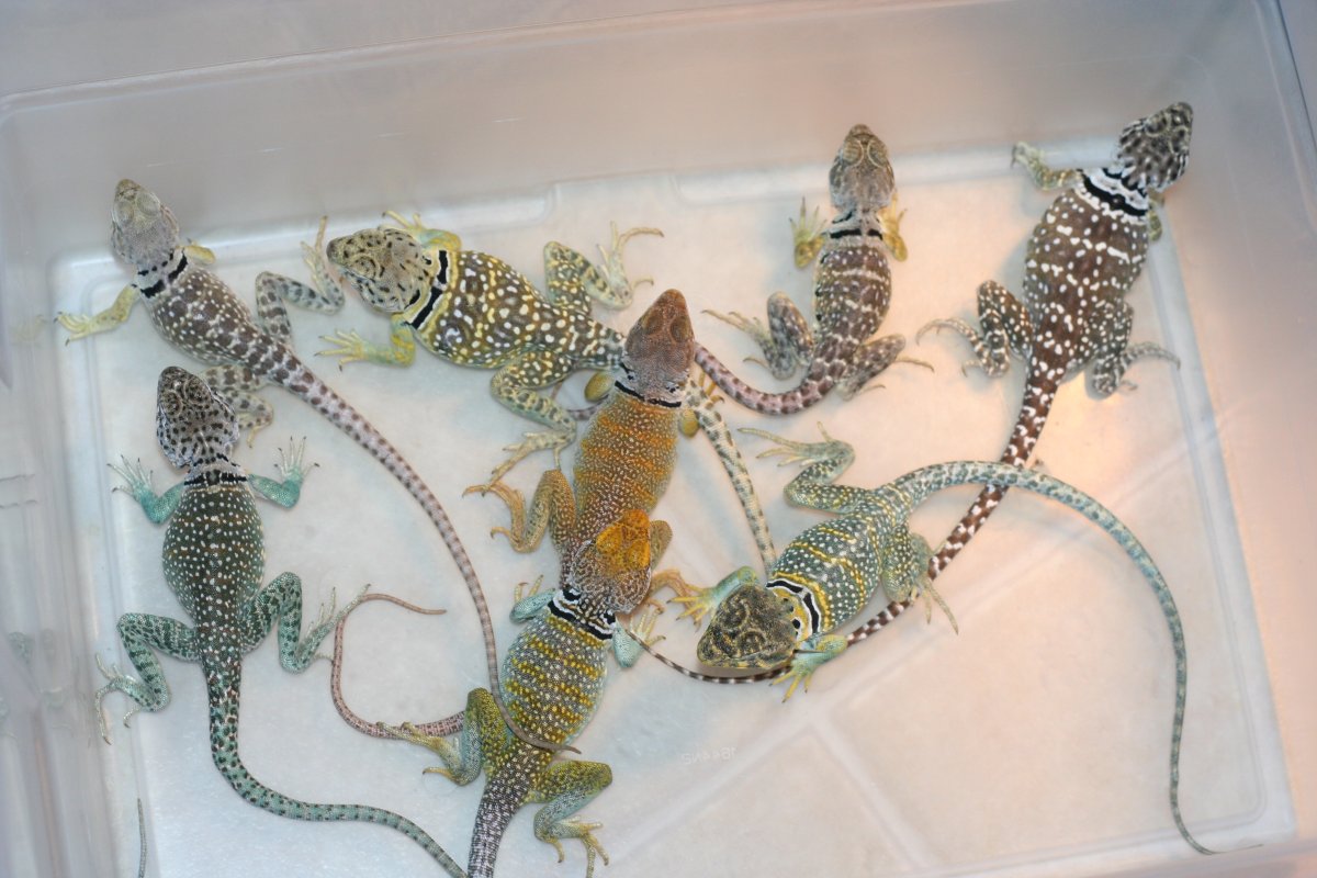 Variety * NM fancies in all colors