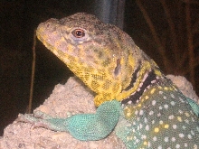 Squashy, A   colorful guy  :0)