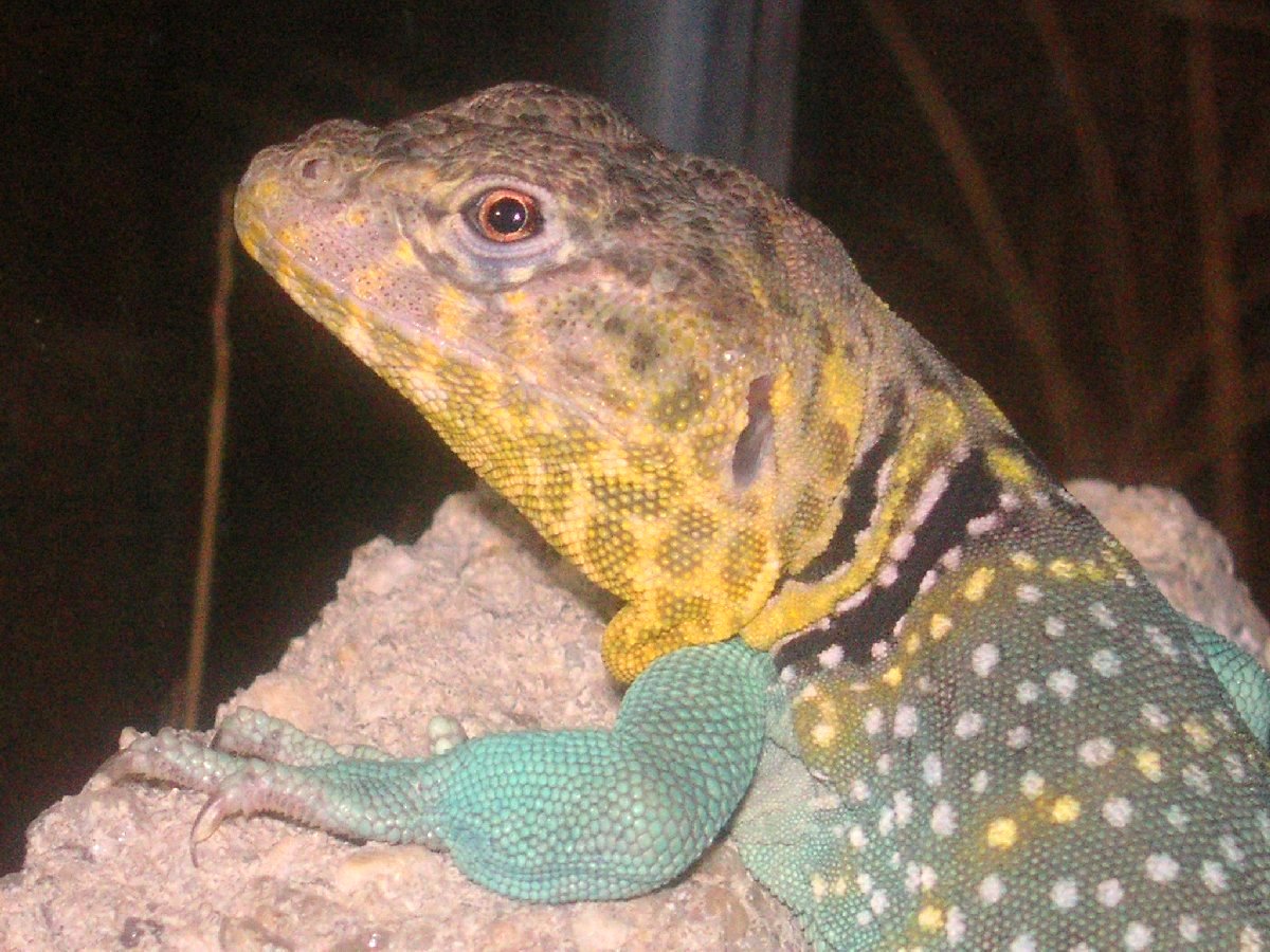 Squashy, A   colorful guy  :0)