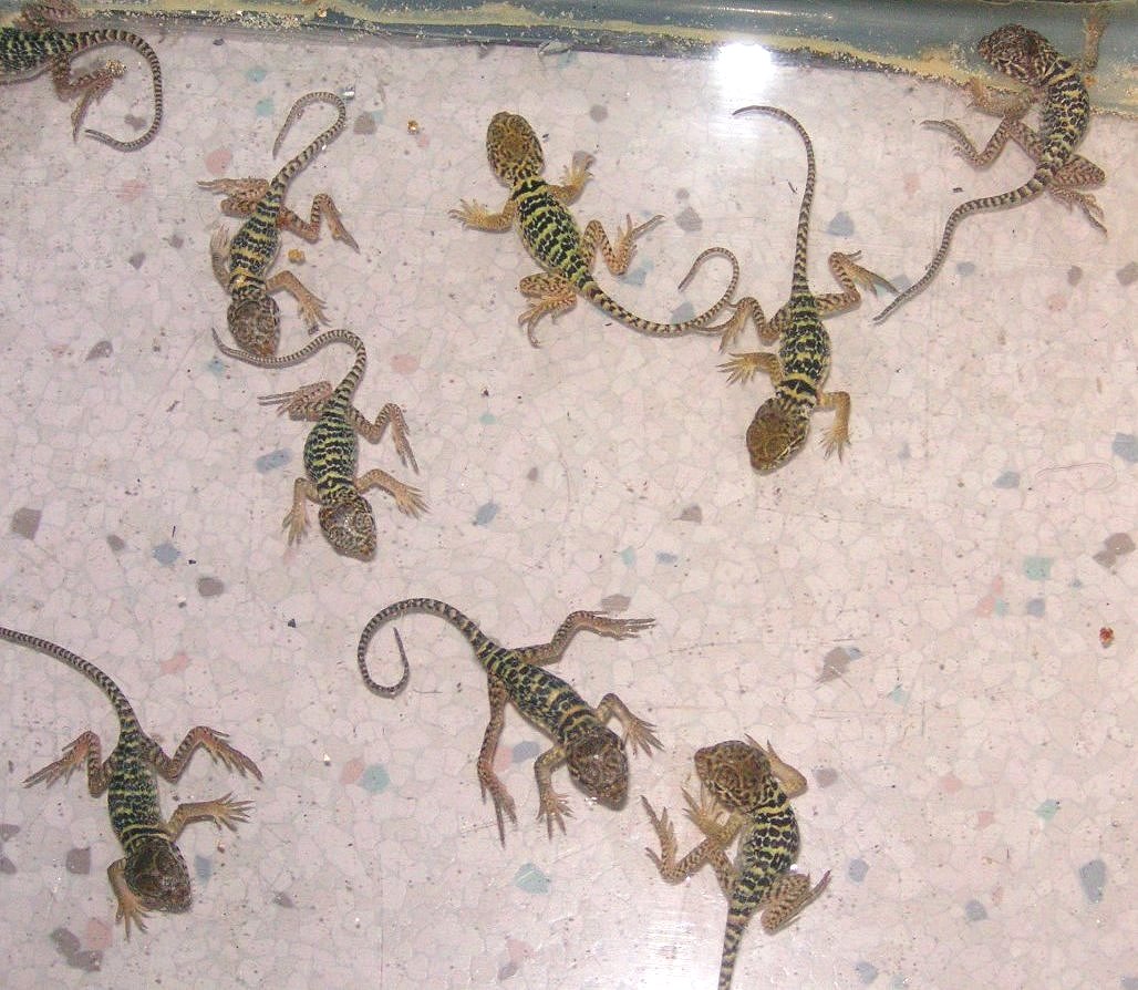 Meet Squashy and Kachinas NINE kids