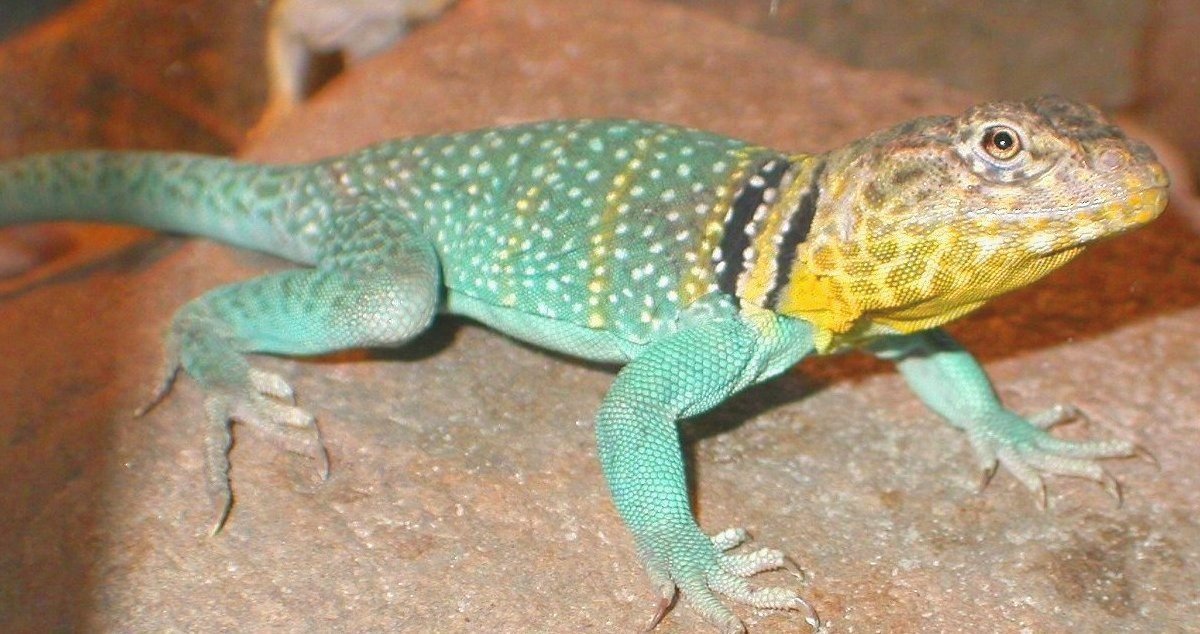 Squashy wakes from Brumation