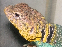 Squashys  head , many colors