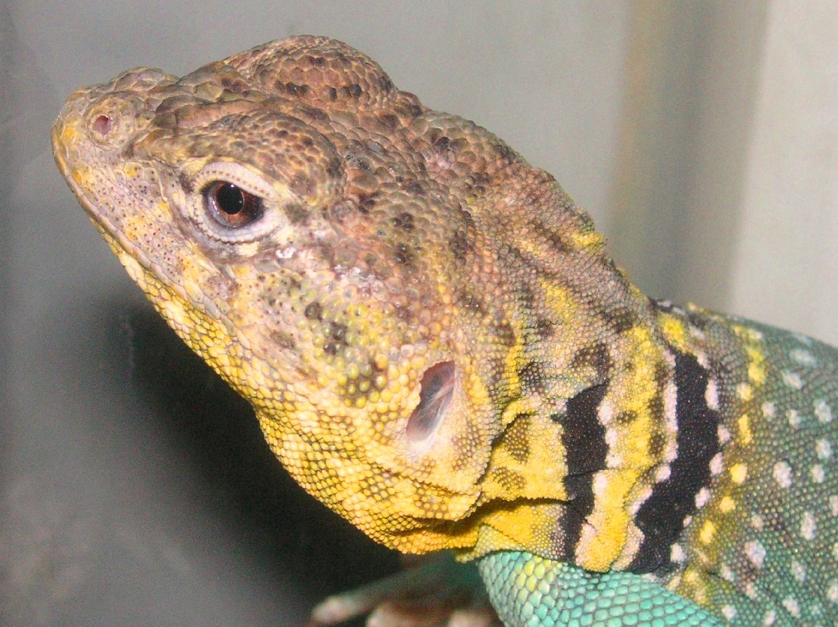Squashys  head , many colors