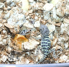TEX -MEX   Kids hatching  july 29