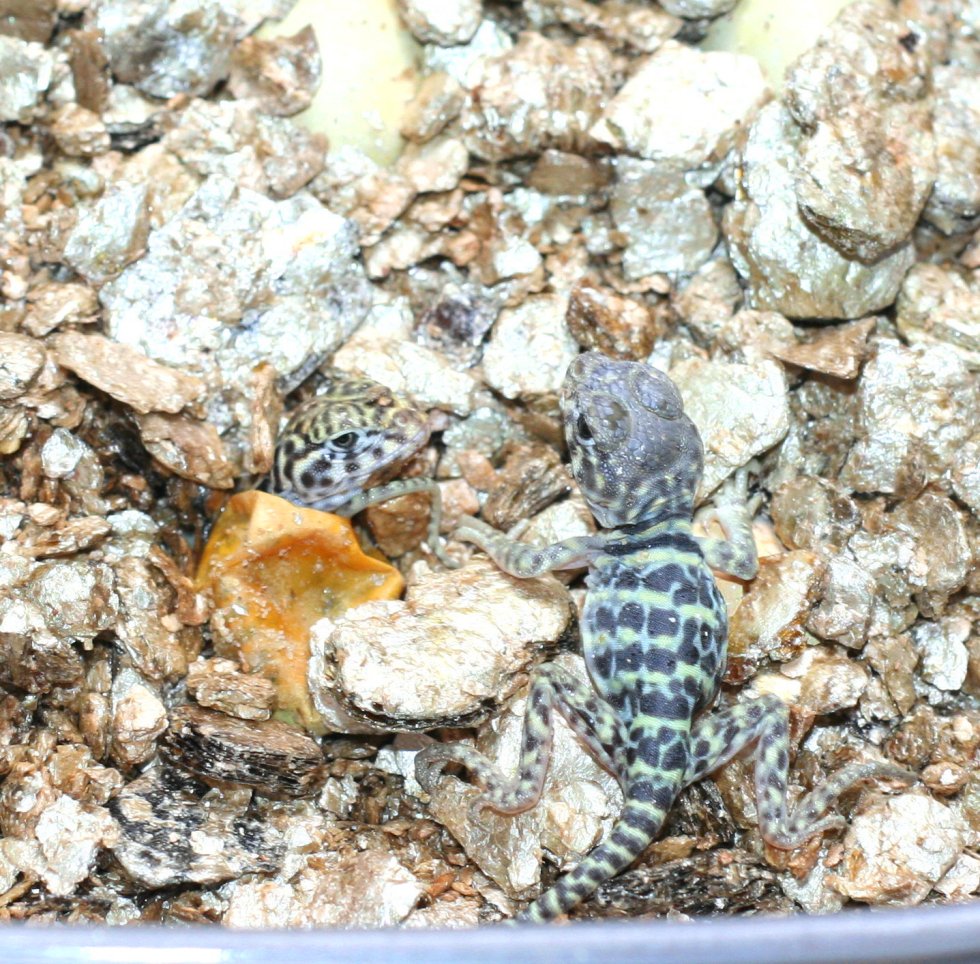 TEX -MEX   Kids hatching  july 29