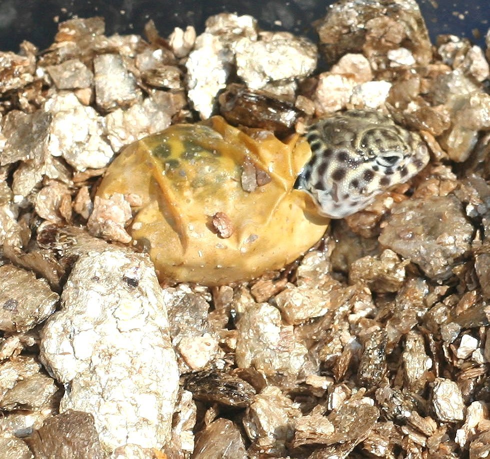 Close-up   egg hatching shot