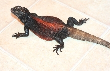 The Grebster *   redback chuck   2009