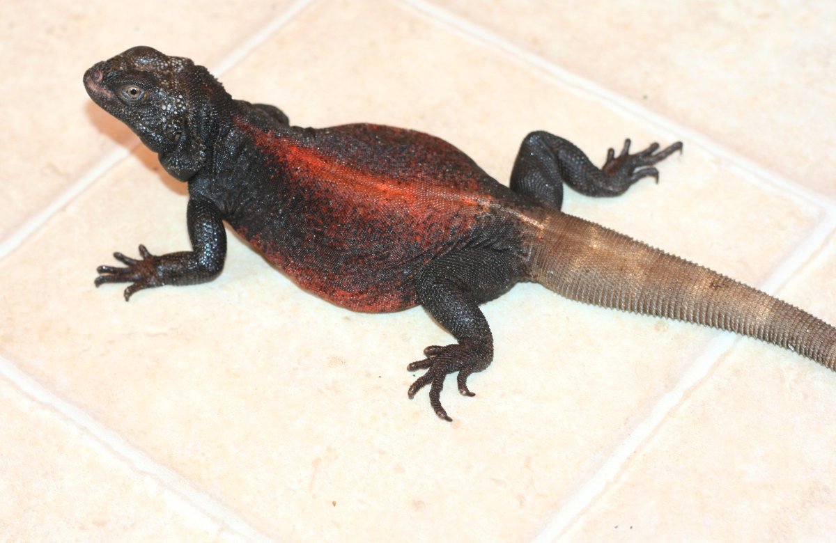 The Grebster *   redback chuck   2009
