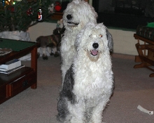 My  Furkids  * Bear and Dandi  Happy New Year
