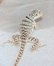 Tocha * Classy lady