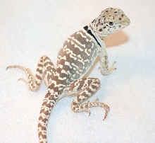 Tocha, so  sweet and stunning/ pattern and color