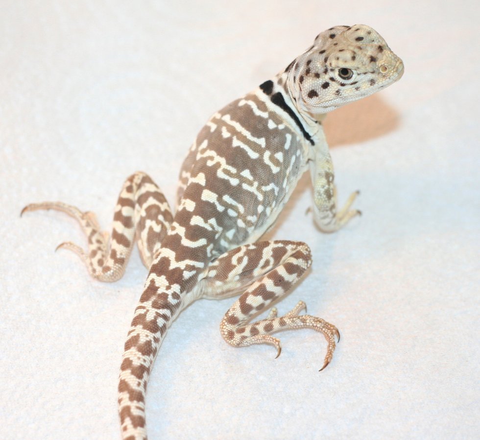 Tocha, so  sweet and stunning/ pattern and color